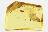 Fossil Ant-Like Leaf Beetle (Aderidae) in Baltic Amber #315234-1